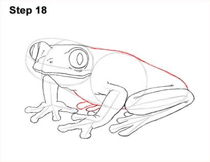 Comment dessiner une grenouille (rouge-Eyed Tree Frog)