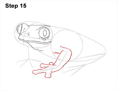 Wie zeichnet man einen Frosch (Rotaugenlaubfrosch)