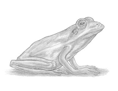 Comment dessiner une grenouille (rouge-Eyed Tree Frog)