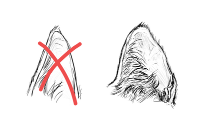 Wie zeichnet man Tiere Katzen und ihre Anatomie