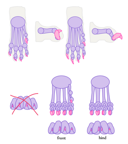 Comment dessiner des animaux Chats et leur anatomie