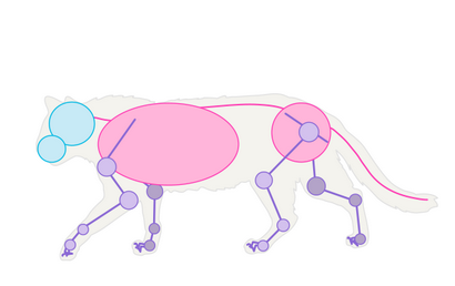 Comment dessiner des animaux Chats et leur anatomie