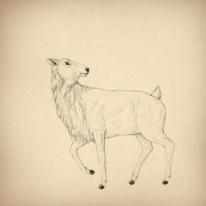 Comment dessiner des animaux Deer - Espèces et anatomie