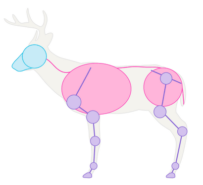 Wie zeichnet man Tiere Deer - Arten und Anatomie