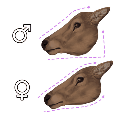 Wie zeichnet man Tiere Deer - Arten und Anatomie
