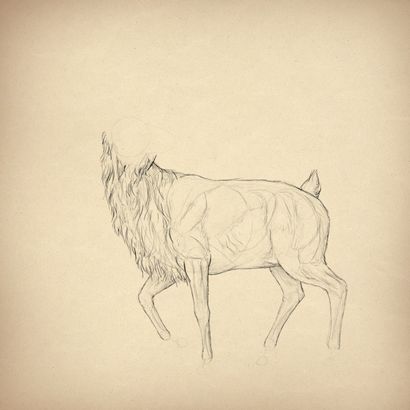 Comment dessiner des animaux Deer - Espèces et anatomie