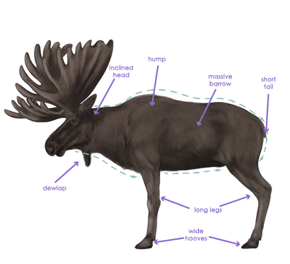 Wie zeichnet man Tiere Deer - Arten und Anatomie