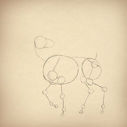 Comment dessiner des animaux Deer - Espèces et anatomie