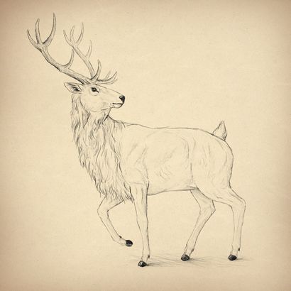 Comment dessiner des animaux Deer - Espèces et anatomie