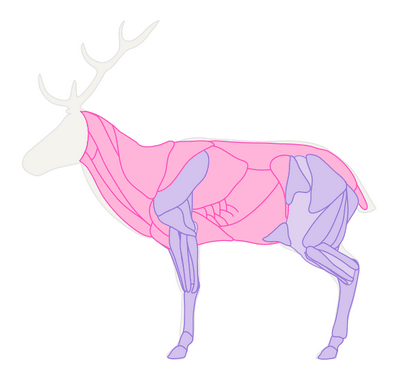 Comment dessiner des animaux Deer - Espèces et anatomie