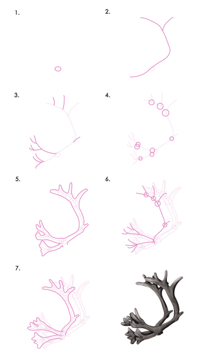 Comment dessiner des animaux Deer - Espèces et anatomie
