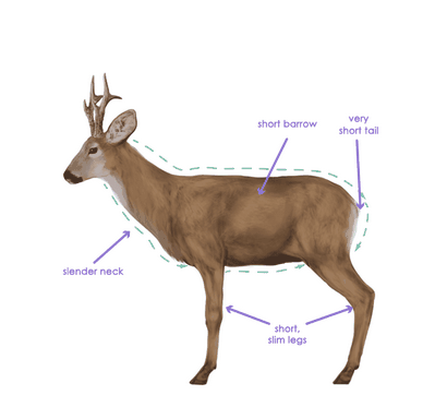 Comment dessiner des animaux Deer - Espèces et anatomie