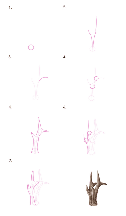 Wie zeichnet man Tiere Deer - Arten und Anatomie