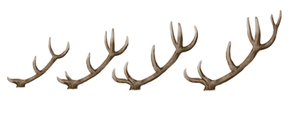 Wie zeichnet man Tiere Deer - Arten und Anatomie