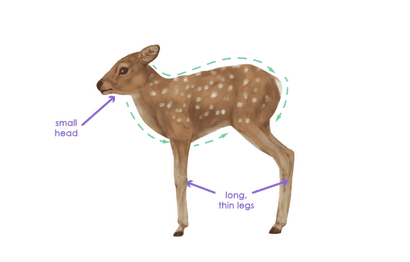 Wie zeichnet man Tiere Deer - Arten und Anatomie