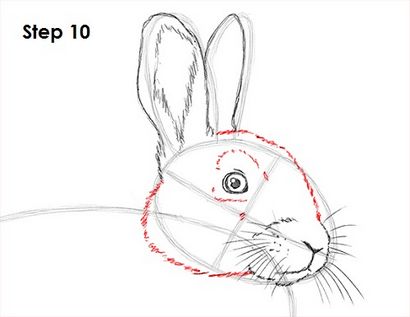 Comment dessiner un Rabbit_2