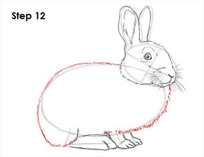 Comment dessiner un Rabbit_2