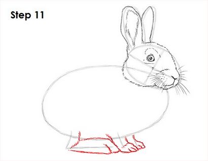 Comment dessiner un Rabbit_2