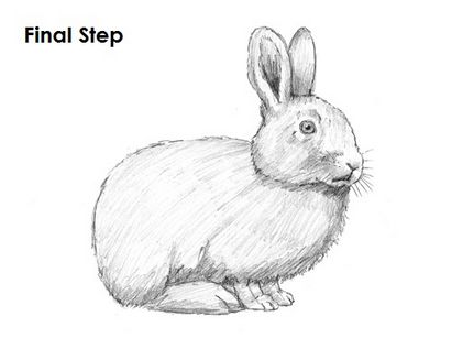 Comment dessiner un Rabbit_2