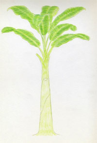 Comment dessiner Banana Tree