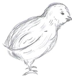 Comment dessiner Poulets Dessin Tutoriels & amp; Dessin & amp; Comment dessiner les poulets, les poules, & amp; Rossters & amp; Ferme