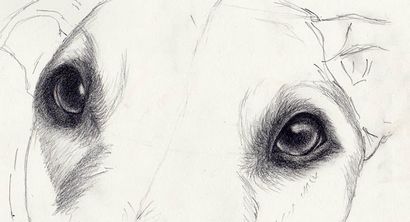 Comment dessiner des yeux de chiens Ce regard incroyablement réaliste