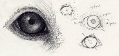 Comment dessiner des yeux de chiens Ce regard incroyablement réaliste