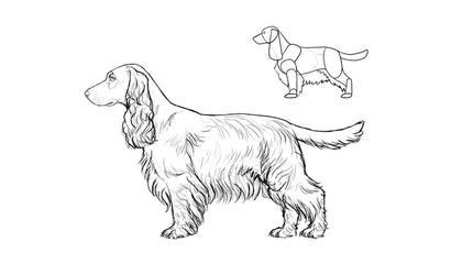 Wie zeichnet man Hunde-Details machen den Unterschied