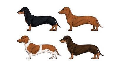 Comment dessiner les chiens détails font la différence