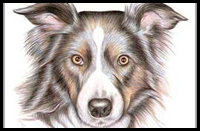 Comment dessiner Chiens Dessin Tutoriels & amp; Dessin & amp; Comment tirer les leçons Chiens et Chiots Dessin étape par