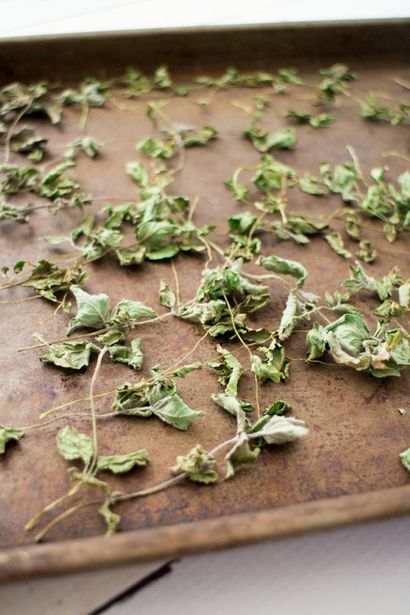 Comment sécher feuilles de menthe pour le thé, Brooklyn fille de ferme
