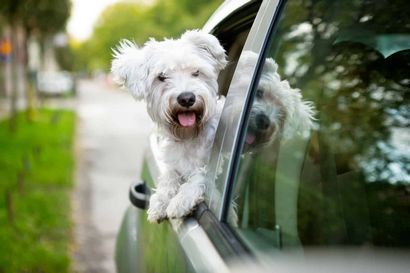 Comment faire pour installer un chien voiture harnais et garder votre meilleur ami sûr