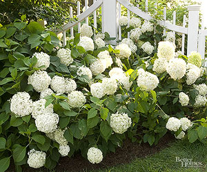 Wie Sie mehr Hydrangea Blumen Get