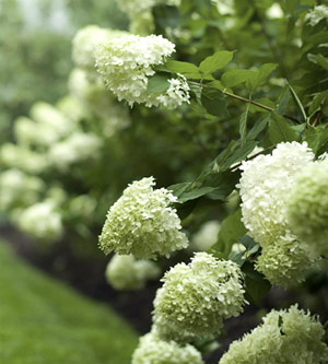 Comment obtenir plus hortensia Fleurs