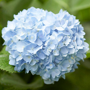 Wie Sie mehr Hydrangea Blumen Get