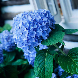 Comment obtenir plus hortensia Fleurs