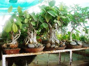 Wie wachsen Bonsai-Bäumen für Schritt Anleitung Schritt