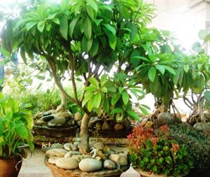 Wie wachsen Bonsai-Bäumen für Schritt Anleitung Schritt