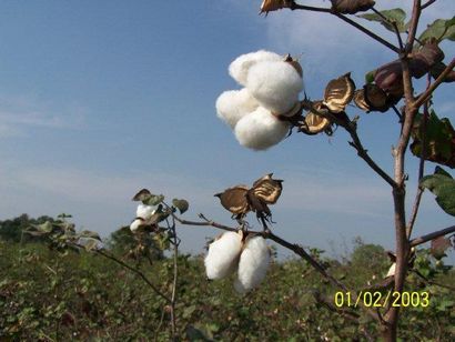Comment cultiver le coton intérieur et l'extérieur