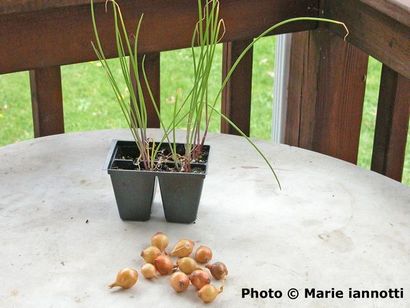 Wie wachsen Zwiebeln im Hausgarten