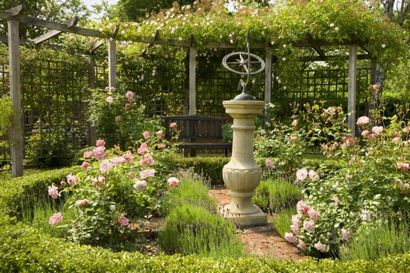 Comment cultiver des roses - Le jardin anglais