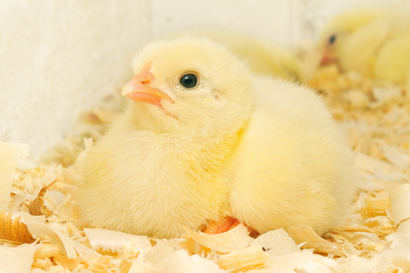 Wie Chicks in einem Hausgemachte Inkubator Hatch - Nachhaltige Landwirtschaft - Mutter Erde Nachrichten