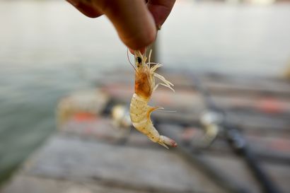 Comment raccorder la crevette comme un pro de pêche (VIDEO)