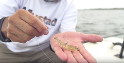 Comment raccorder la crevette comme un pro de pêche (VIDEO)