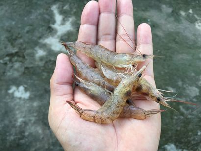 Comment raccorder la crevette comme un pro de pêche (VIDEO)