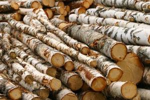 Wie man ein Birkenholz Rentier macht - Wissen über das Leben