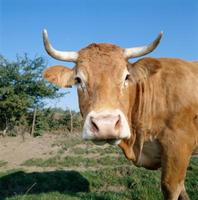 Wie ein Cattle Halter Make - Wissen über das Leben