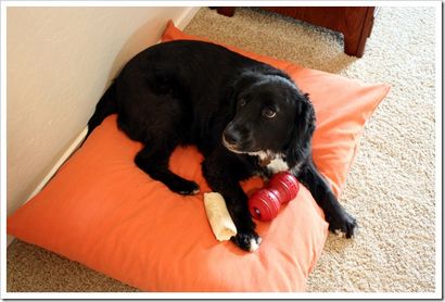 Comment faire un lit de chien - étape par étape avec photos - tutoriel facile!