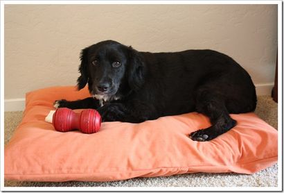 Comment faire un lit de chien - étape par étape avec photos - tutoriel facile!