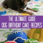 Comment faire un gâteau d'anniversaire Doggie - Irresistible Animaux